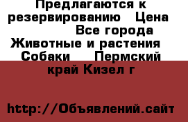 Предлагаются к резервированию › Цена ­ 16 000 - Все города Животные и растения » Собаки   . Пермский край,Кизел г.